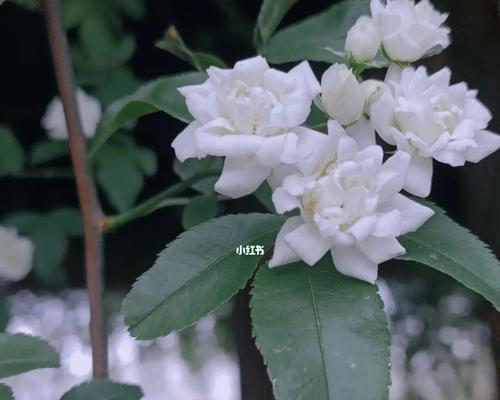 七里香花语（七里香花语的含义与文化意义）