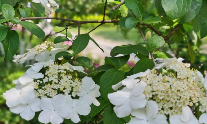 以琼花花语的深意（解读以琼花花语）