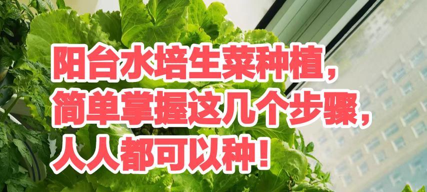 生菜水培，无土栽培新方式（水培生菜种植方法详解）