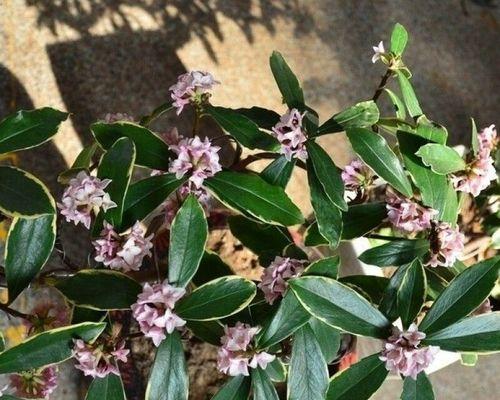 瑞香花语之美——寓意与象征的花园（传递爱与美的瑞香花）