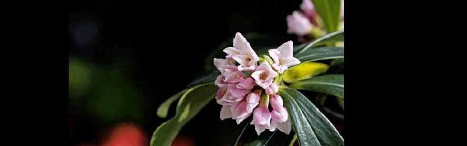 瑞香花的花语之美（探索瑞香花的含义与传承）