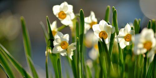 秋水仙花花语（山水仙花花语的传承与魅力）