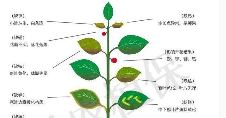 生化黄腐酸钾——植物成长的营养促进剂（探究生化黄腐酸钾的原理）