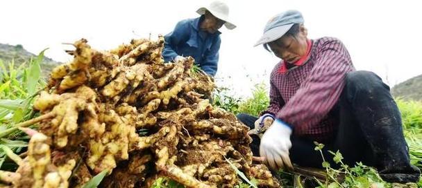 生姜的生长周期及收获时间分析