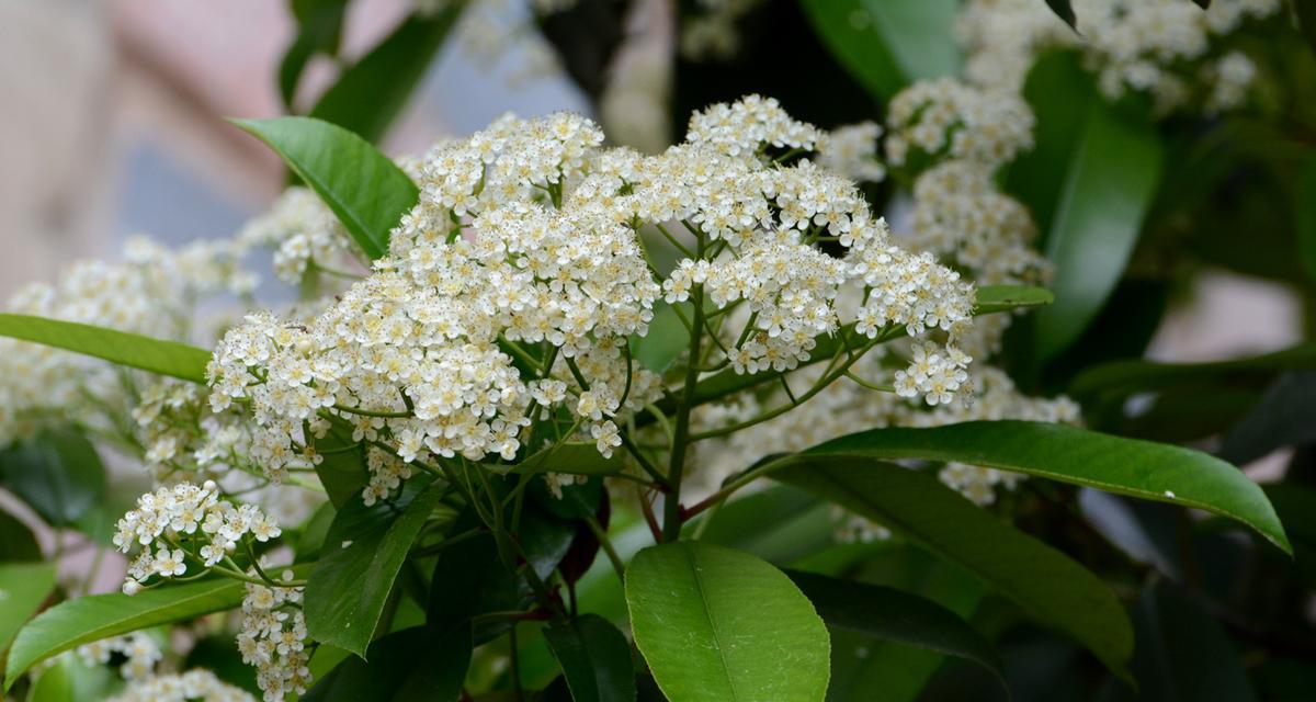 石楠花（探秘石楠花的花语与特点）