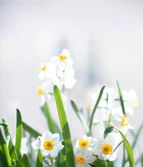 水仙花的花语及寓意（探索水仙花的内涵）