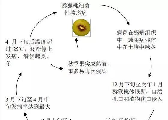 圣女果病毒病的预防与治疗方法（了解圣女果病毒病的症状及其对人体的影响）