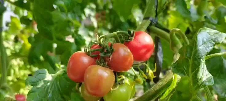 圣女果的采摘时间与收获季节（一年四季品尝美味）