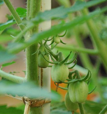 圣女果成熟期分析（开花到成熟需要多长时间）