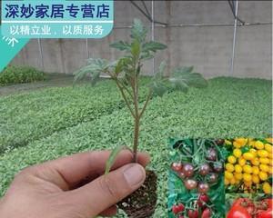 圣女果的种植时机剖析（几月份种植合适）