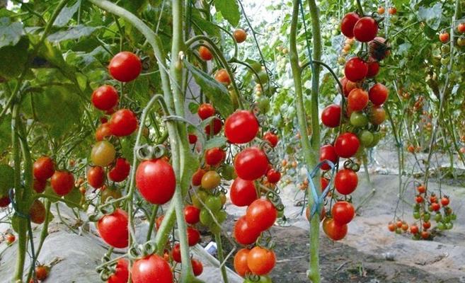 圣女果种植技巧（什么时候播种最好）