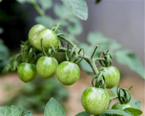 圣女果种子的最佳种植时间（从种子选购到种植技巧）