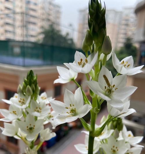 圣心百合是多年生植物吗（揭开圣心百合的种植秘密）