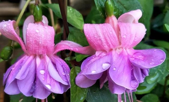 吊钟花的花语与寓意（揭秘吊钟花的神秘语言）