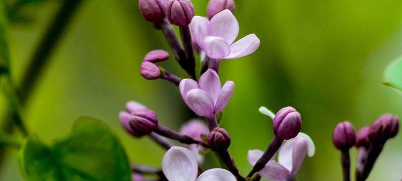 丁香花语（丁香花语的寓意和传达方式）