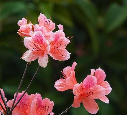 杜鹃花的花语和寓意（传递爱与希望的杜鹃花）