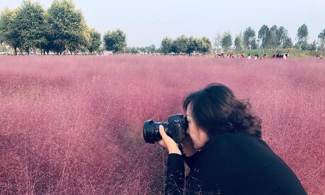 粉黛乱子草的花语——花开如锦，幸福绽放（探寻粉黛乱子草的花语之谜）