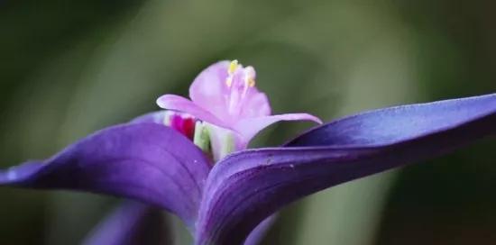 以合果芋的花语与意义（解读以合果芋的花语与寓意）