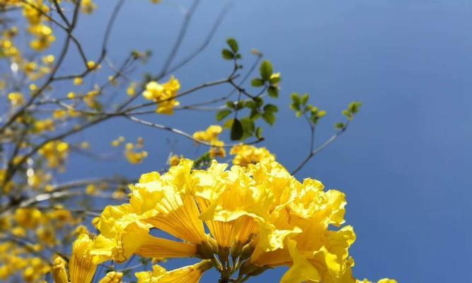 红花风铃木的花语与寓意（红花风铃木的五种花语解读）