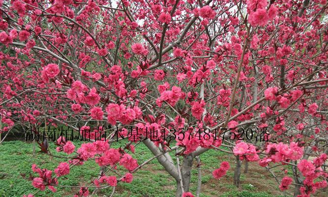 红叶碧桃的花语及其象征意义（探索红叶碧桃的花语和文化内涵）