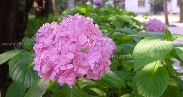 探究八仙花的植物类型和生长特点（从草本到木本）