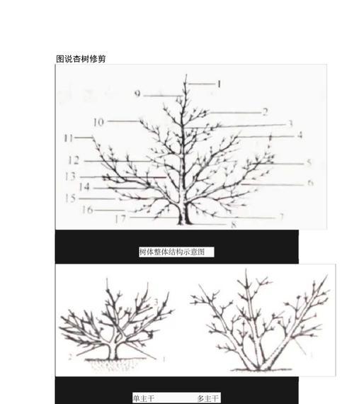 如何正确修剪巴西鸢尾（时间）