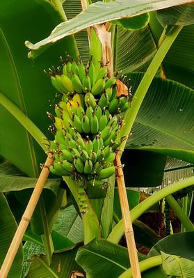 芭蕉成熟需要多长时间（芭蕉从开花到成熟需要多长时间？-果实的生长过程与成熟的标志）