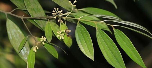 天竺桂的花语寓意是什么（探索天竺桂花的象征意义及文化背景）