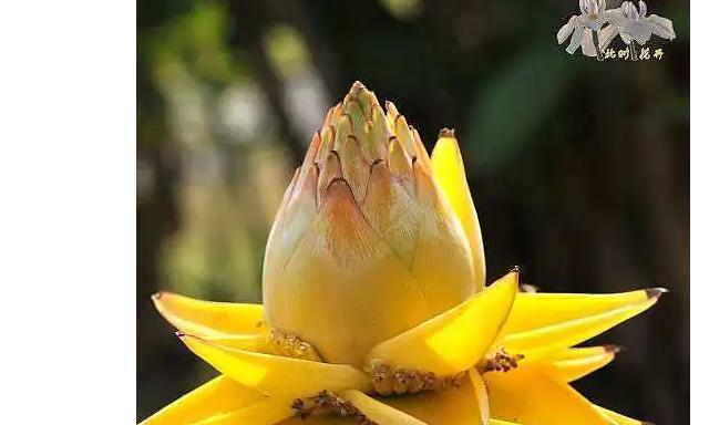 解读芭蕉扇——一个神秘而美丽的植物（探究芭蕉扇的来源及特点）