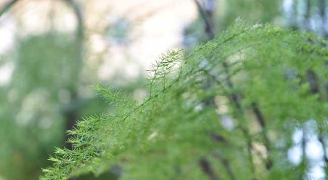 文竹的花语（美丽而深刻的花语）