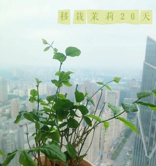 移植苗的意义及操作方法（了解移植苗的重要性）