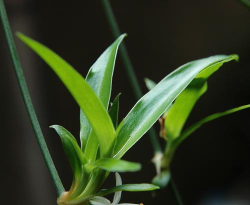 银边吊兰花语与美好寓意（探究银边吊兰的象征意义及其种植养护技巧）