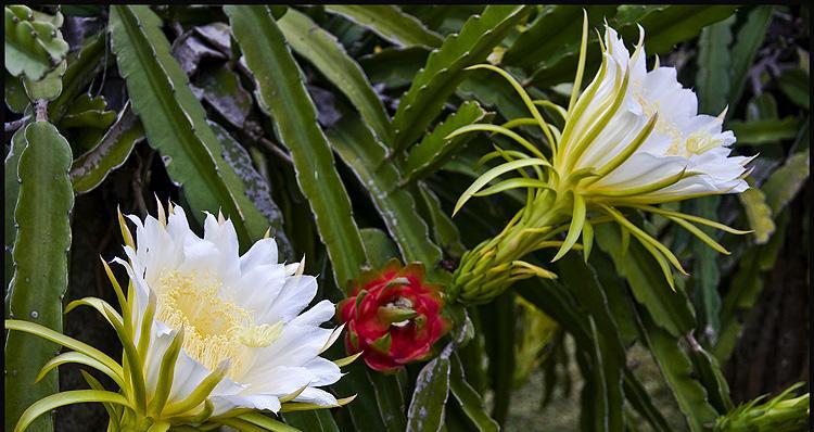 霸王花——这场花的盛宴（一起探寻霸王花的魅力）