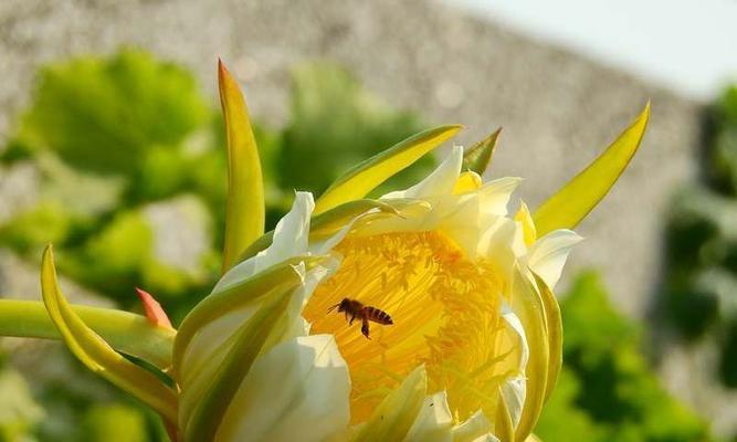 霸王花的神奇功效（探究霸王花的养生价值）