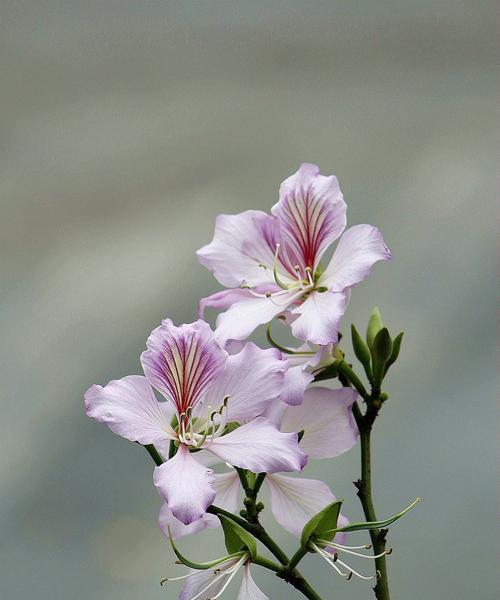 紫荆花的花语与寓意（探寻紫荆花的深刻内涵和象征意义）