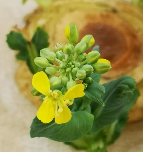 白菜的开花现象（了解白菜的开花过程和特点）