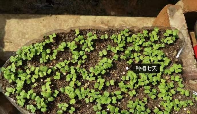 白菜如何种植（15个段落带你轻松掌握白菜种植技巧）