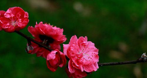 桃花传说与花语的神奇魅力（桃花的传说与花语及其意义解读）