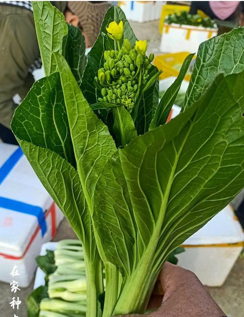 白菜苔的四季美味（探秘白菜苔的美食之路）