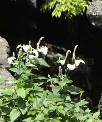 白草的种类及功效（探秘白草的别名及药用价值）