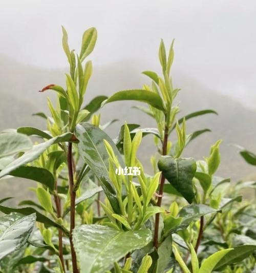 探秘白茶采摘季节（从采茶时节到制茶过程）