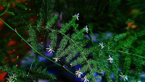 文竹开花的神秘预示（探索文竹开花背后的意义）