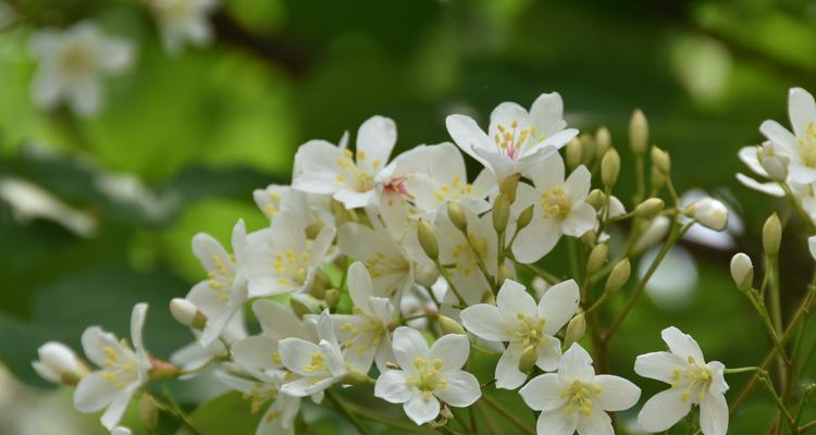 梧桐花（传递生命的永恒之美）