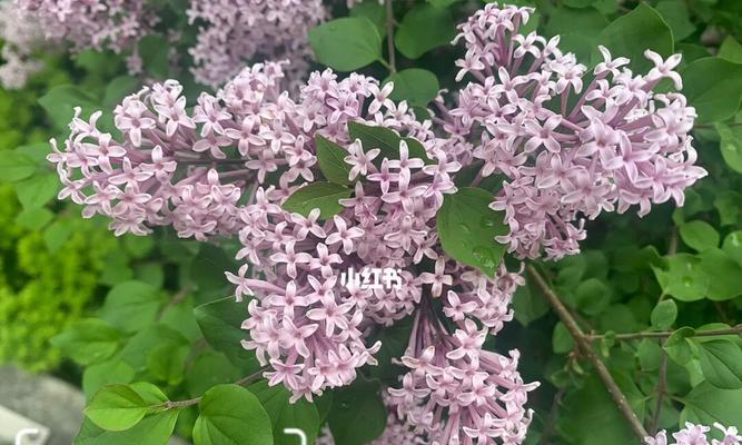 五瓣丁香花语（绽放在岁月里的芬芳）