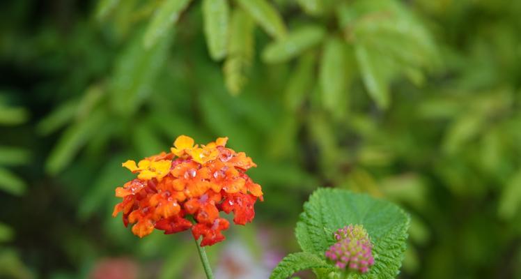 五色梅花语（五色梅花语揭示了花朵的美丽和内涵）