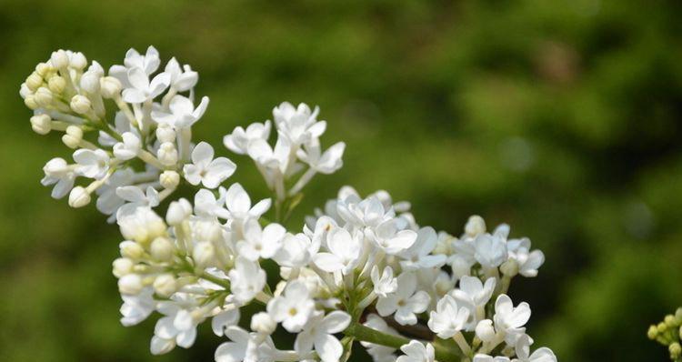 白丁香花的开花周期（一年开几次花）