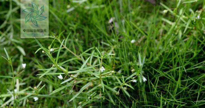 白花蛇舌草——美丽的草本植物（了解白花蛇舌草）