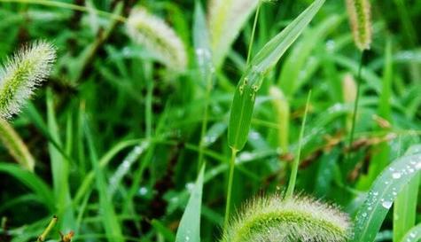 植物与父爱（探索植物中的父爱密码）