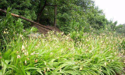 白芨最优产地调查（探究白芨最优产地）