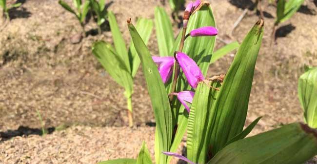 白芨生长环境与分布（探究白芨适宜的生长条件及其分布范围）